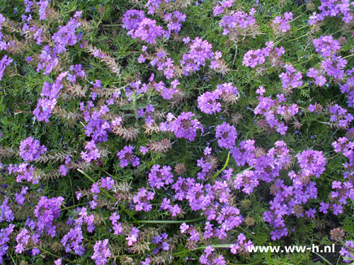 Verbena hybrida violet ( IJzerhard )